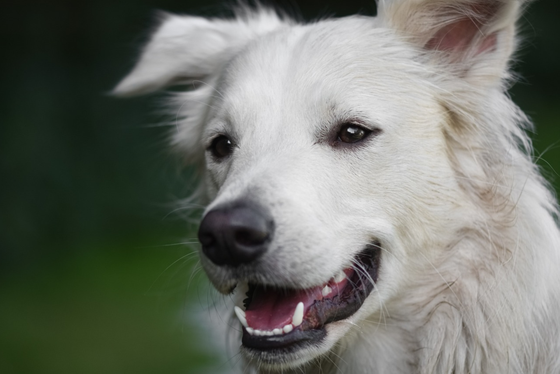 Nutritional Benefits of Peanut Butter for Dogs